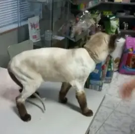 Pet grooming Burgas , grooming of dogs and cats