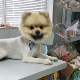 Pet grooming Burgas , grooming of dogs and cats