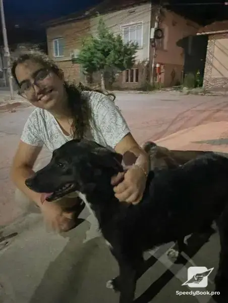 Reliable dog walking - Love Animals