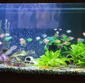Professional cleaning of aquariums in the home and office