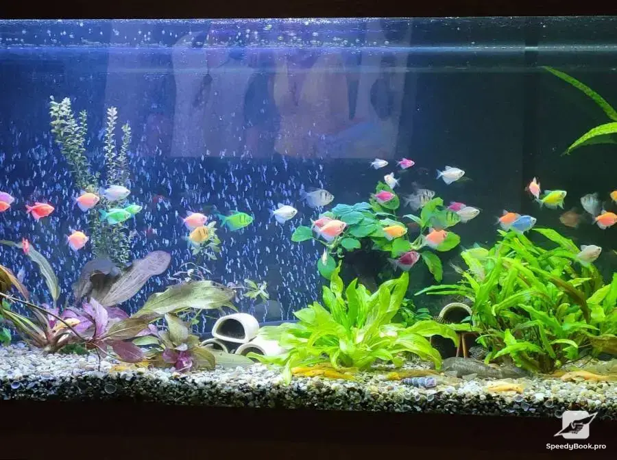 Professional cleaning of aquariums in the home and office