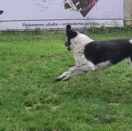 Hotel for dogs games at will Sofia