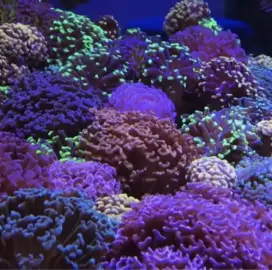 Marine Aquariums (construction and maintenance)