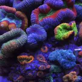 Marine Aquariums (construction and maintenance)