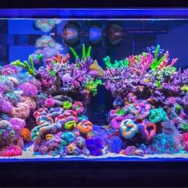 Marine Aquariums (construction and maintenance)