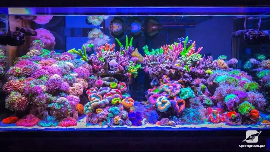 Marine Aquariums (construction and maintenance)