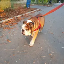 In Varna personal walks of your dog!