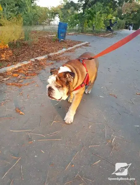 Във Варна персонални разходки на Вашето куче!