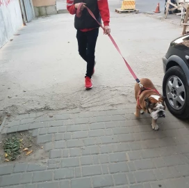 In Varna personal walks of your dog!