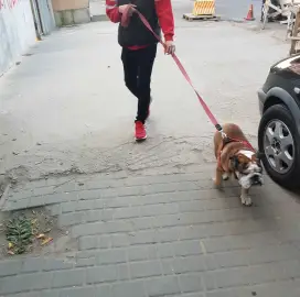 In Varna personal walks of your dog!