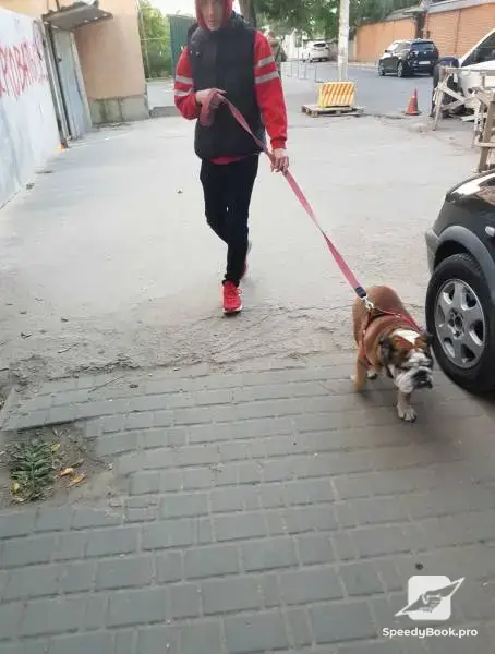 In Varna personal walks of your dog!
