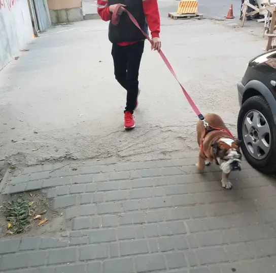 В Варне персональные прогулки вашей собаки!
