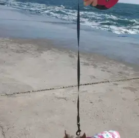 In Varna personal walks of your dog!