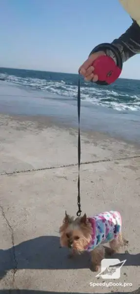 Във Варна персонални разходки на Вашето куче!