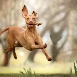 Dog walking