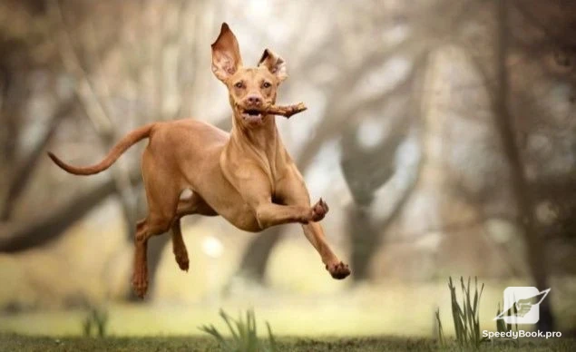 Dog walking