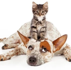 Pet care