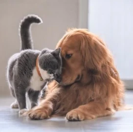Pet care