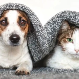 Pet care