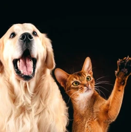 Pet care