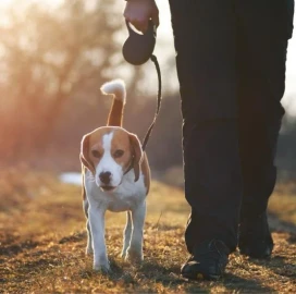 Pet care