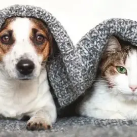 Pet care