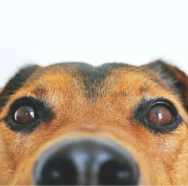 Pet care