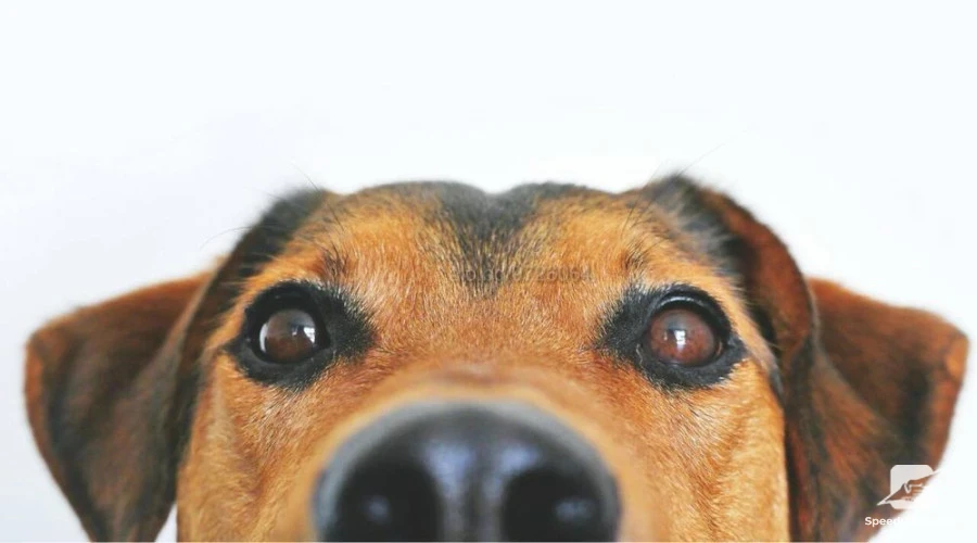 Pet care