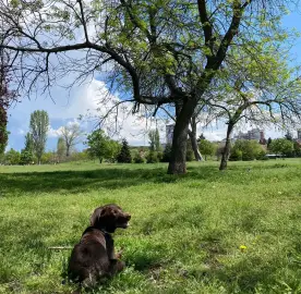 Dog walking Sofia - caring and responsible person for your pet