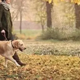Pet walking for Ruse