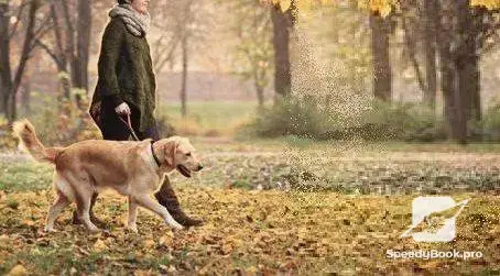 Pet walking for Ruse