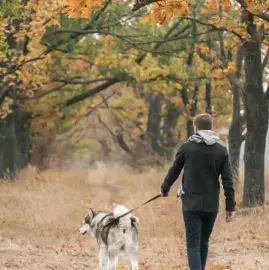 Pet walking for Ruse