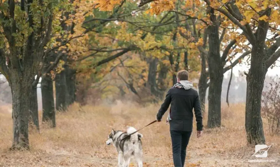 Pet walking for Ruse
