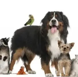 Pet walking for Ruse