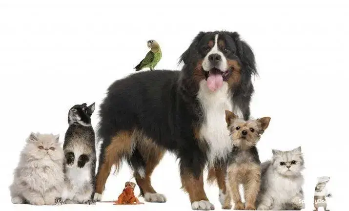 Pet walking for Ruse