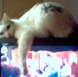 Carnival for animals