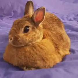 Carnival for animals