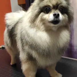 Grooming studio, pet grooming - dogs and cats