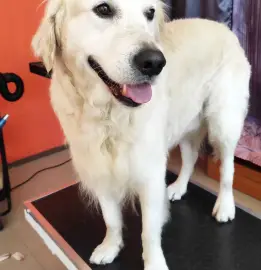 Grooming studio, pet grooming - dogs and cats