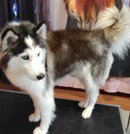 Grooming studio, pet grooming - dogs and cats