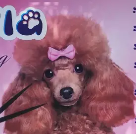 Grooming studio, pet grooming - dogs and cats