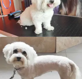 Grooming studio, pet grooming - dogs and cats
