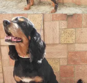 Grooming studio, pet grooming - dogs and cats
