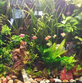 Maintenance and construction of aquariums.