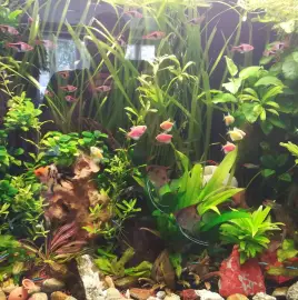 Maintenance and construction of aquariums.