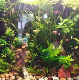 Maintenance and construction of aquariums.