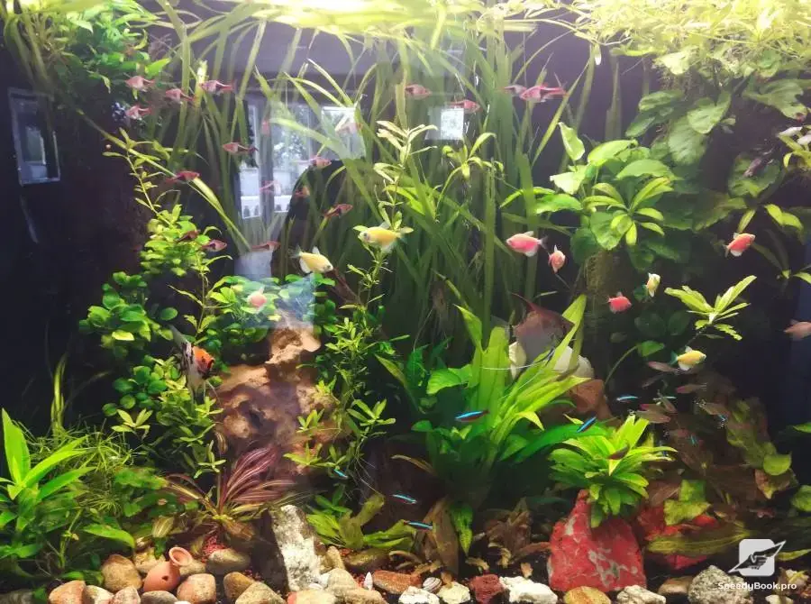 Maintenance and construction of aquariums.