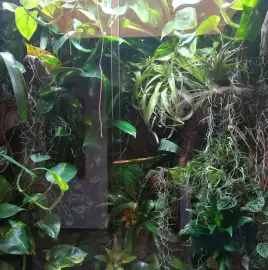 Maintenance and construction of aquariums.