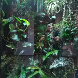 Maintenance and construction of aquariums.