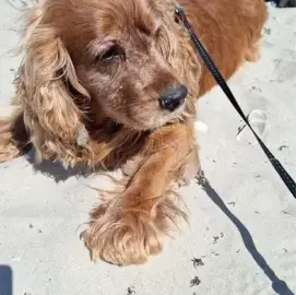 Dog walking.